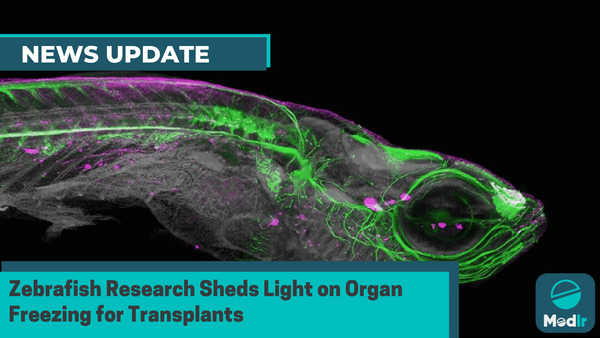 Zebrafish Research Sheds Light on Organ Freezing for Transplants